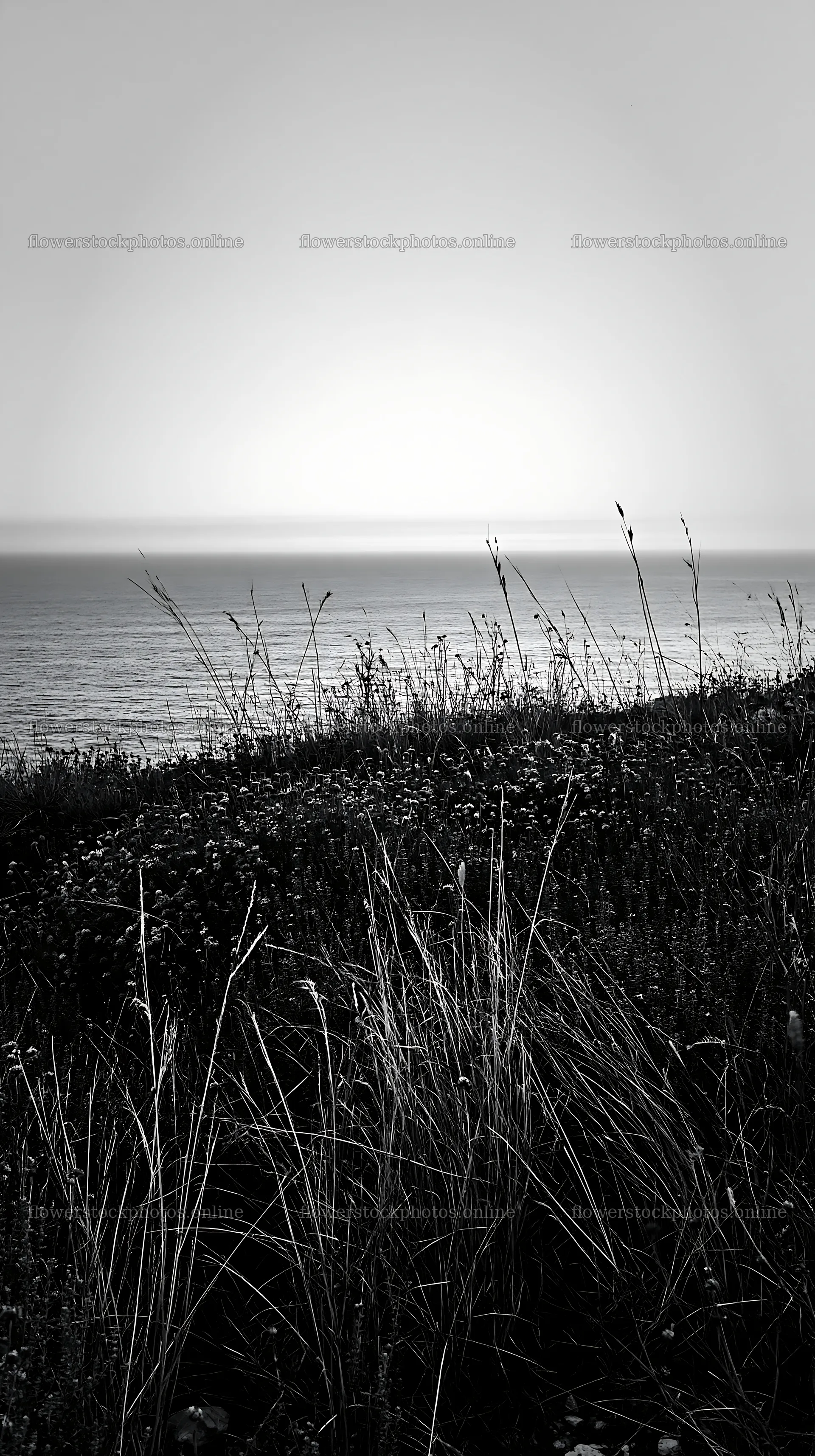 Clifftop meadow with ocean view at dusk – flower stock photos 5938x10608