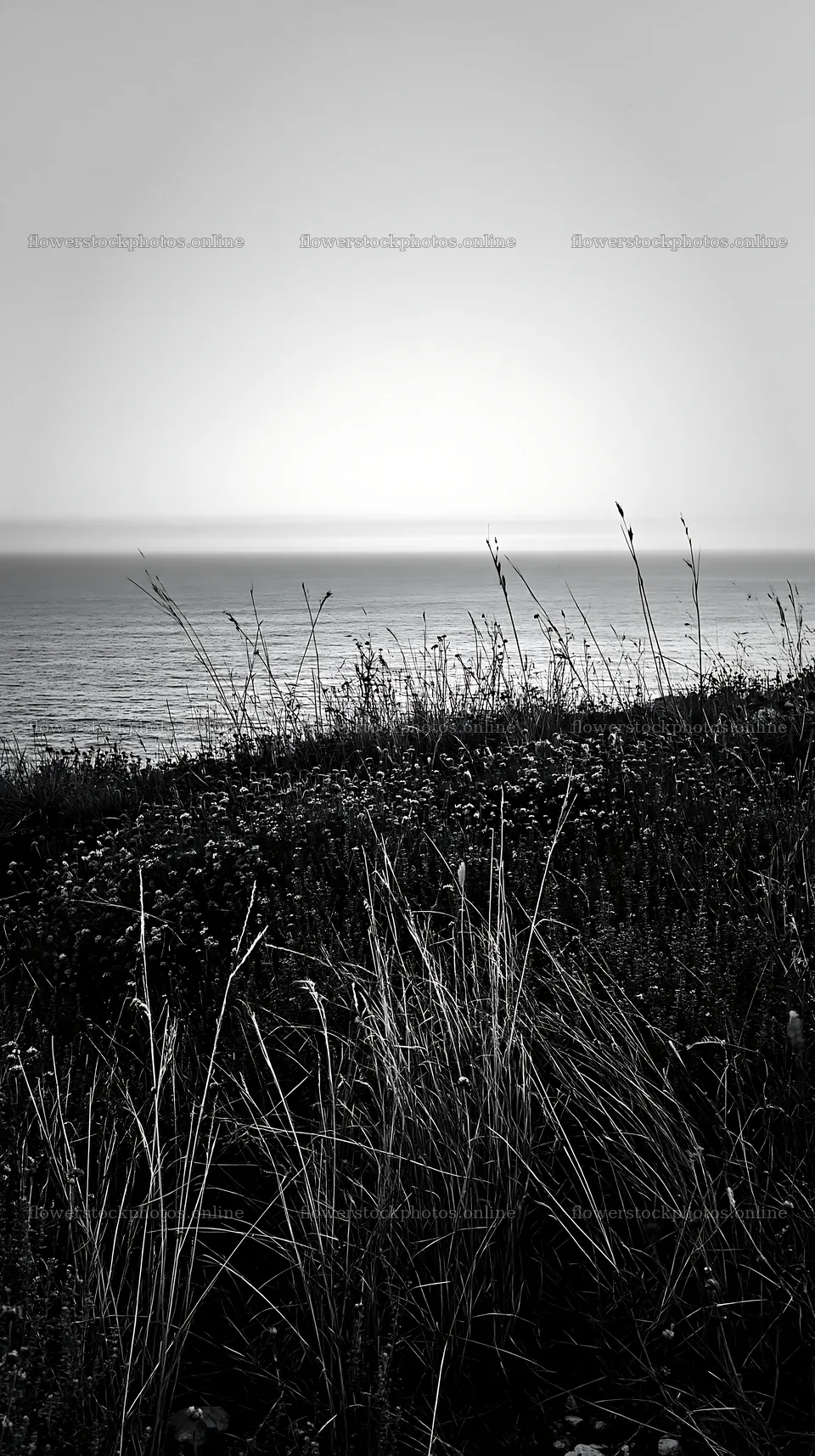 Clifftop meadow with ocean view at dusk – flower stock photos 5938x10608
