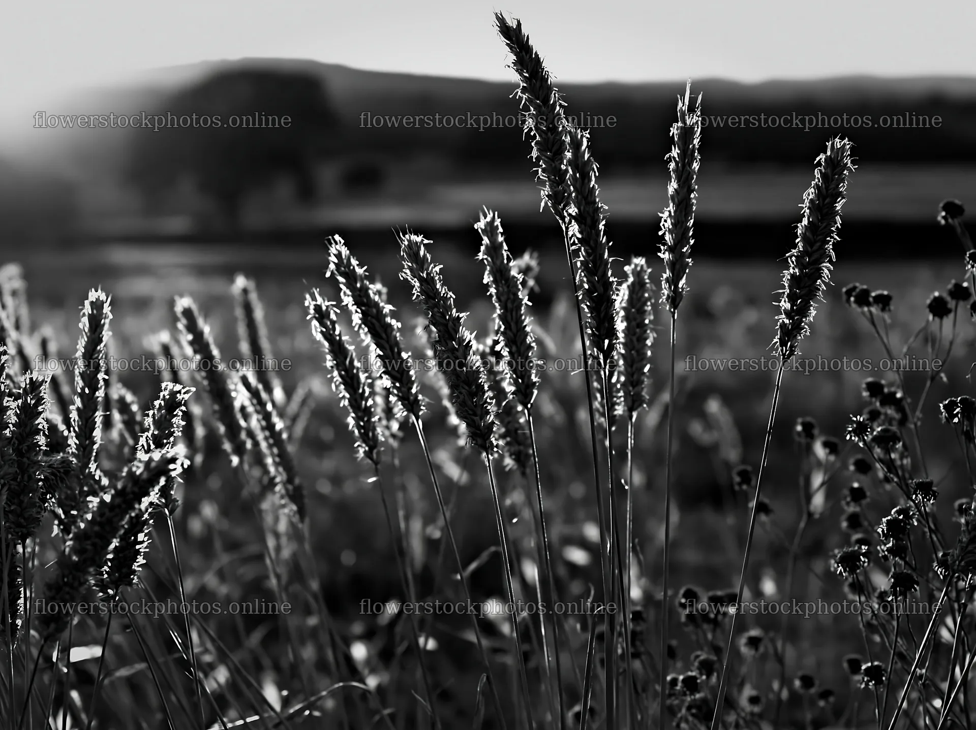 Meadow seedheads backlit at dusk near a hillside – flower stock photos 9174x6866