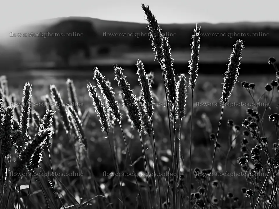 Meadow seedheads backlit at dusk near a hillside – flower stock photos 9174x6866