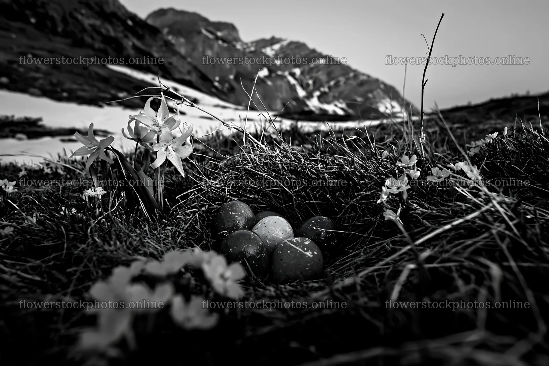 Winter meadow in Banff National Park with flowers and stones – flower stock photos 9722x6480