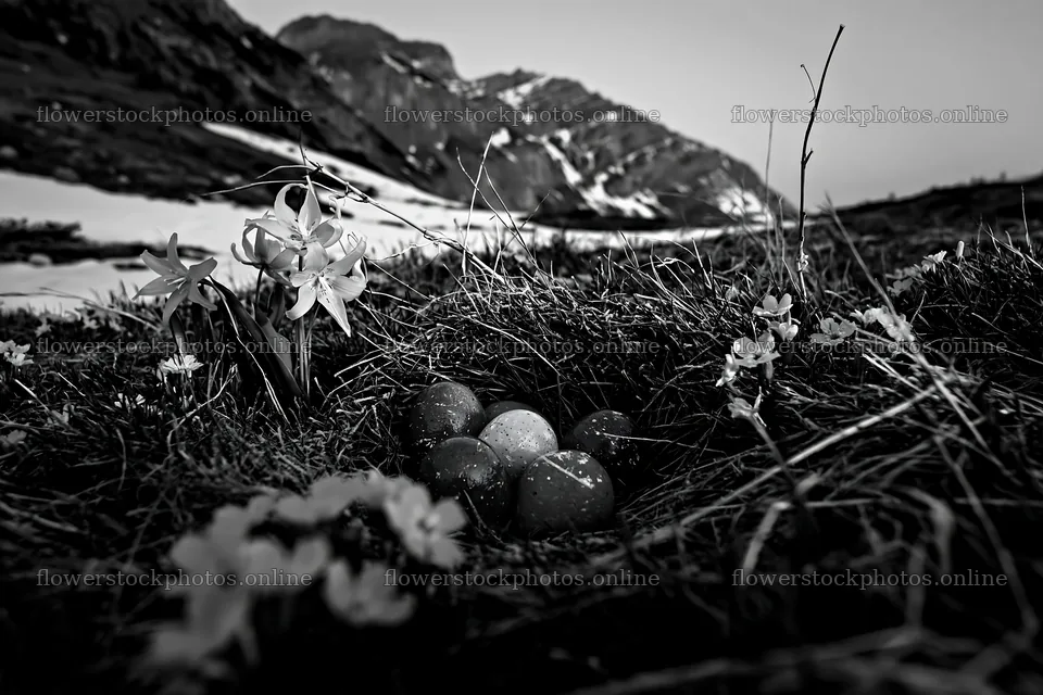 Winter meadow in Banff National Park with flowers and stones – flower stock photos 9722x6480