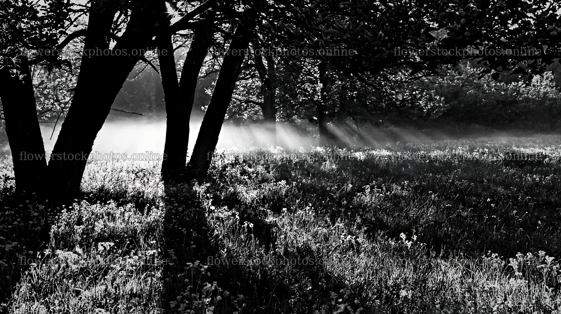 Dandelions in an orchard meadow with sunlight filtering through trees – flower stock photos 10608x5938
