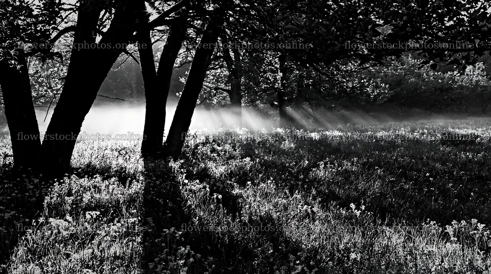 Dandelions in an orchard meadow with sunlight filtering through trees – flower stock photos 10608x5938