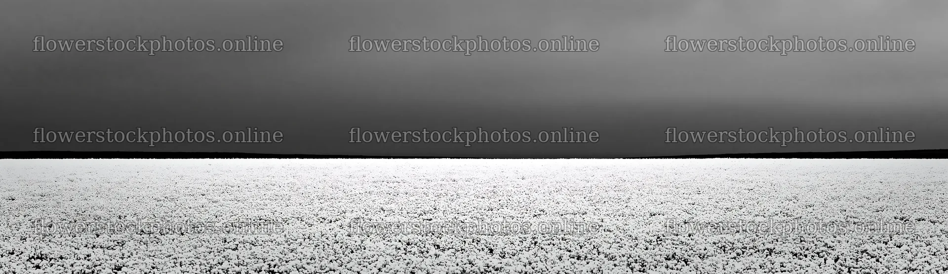 Meadow whiteout under a grey sky during winter season – flower stock photos 14762x4268
