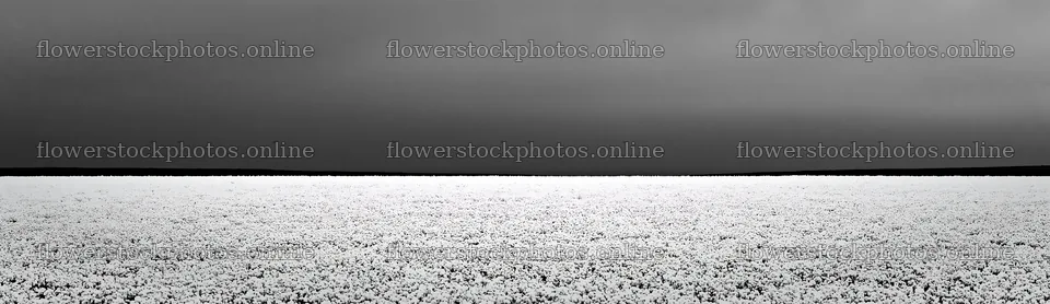 Meadow whiteout under a grey sky during winter season – flower stock photos 14762x4268