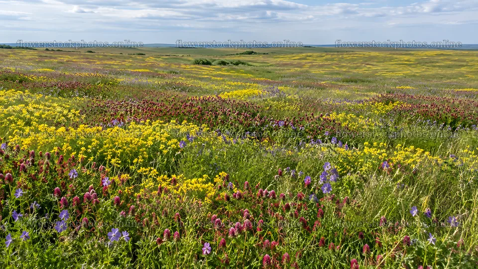 Colorful Wildflowers Across an Open Meadow – flower stock photos 10324x5812