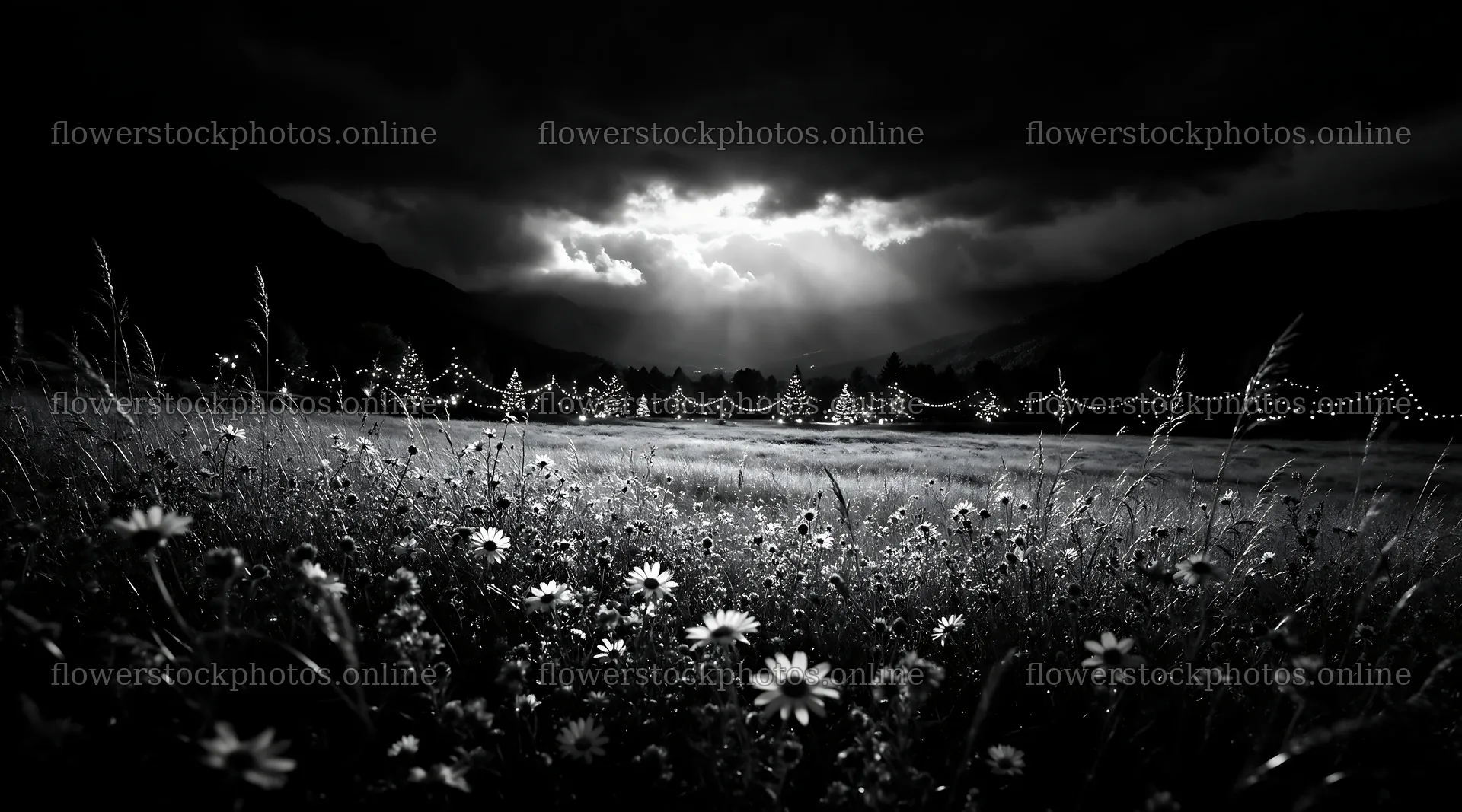 Warm Christmas lights in mountain valley meadow – flower stock photos 10648x5916