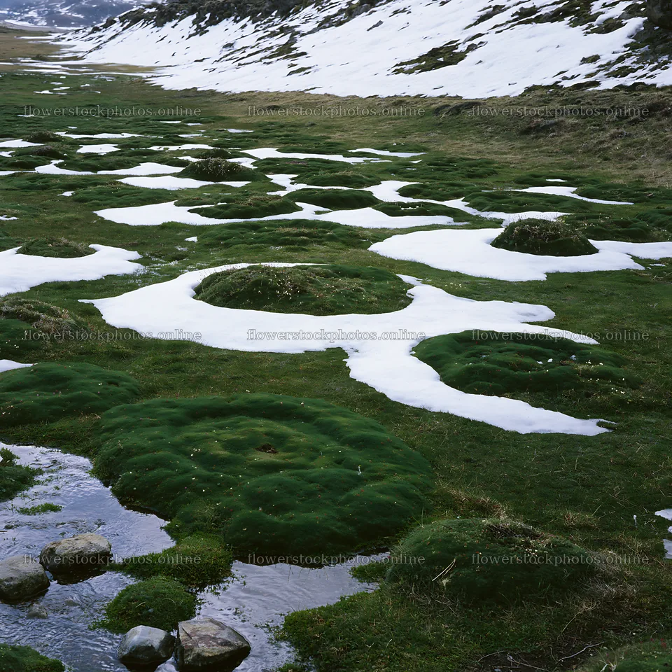 Torres del Paine meadow snow shows green moss and melting snow – flower stock photos 7938x7938