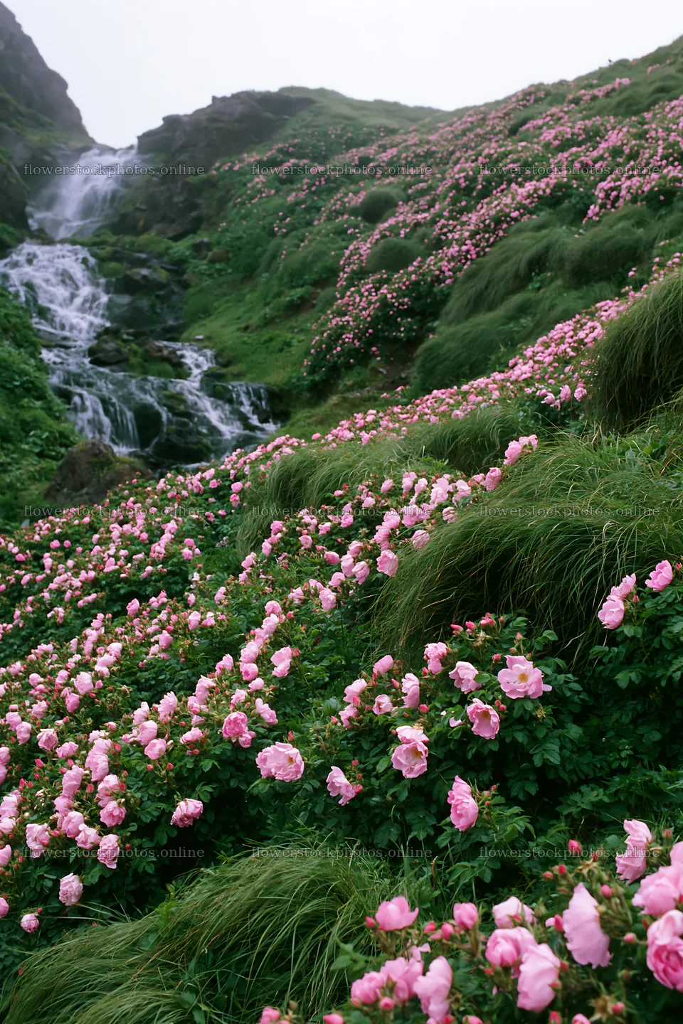 Wild rose meadow under cascading waterfall – flower stock photos 6480x9722