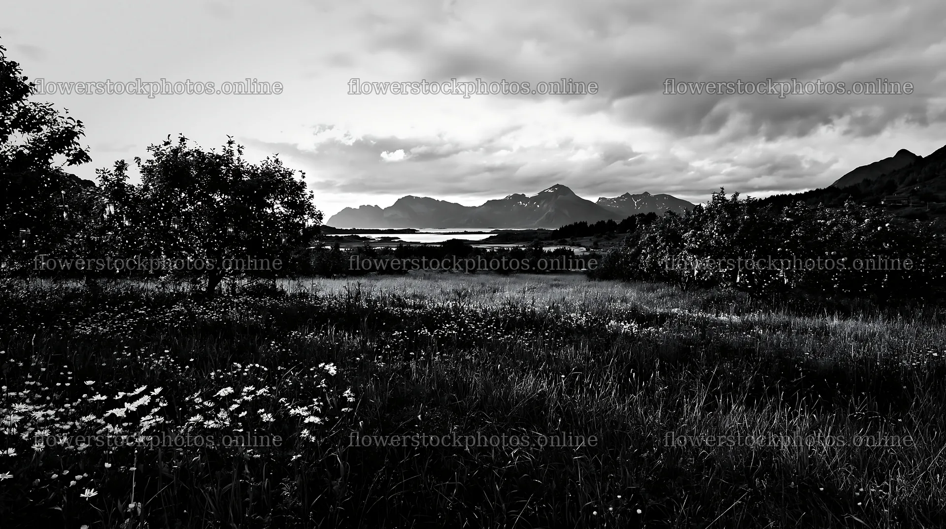 Christmas apple tree meadow with lanterns in Lofoten – flower stock photos 10608x5938