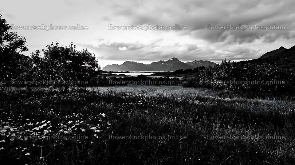 Christmas apple tree meadow with lanterns in Lofoten – flower stock photos 10608x5938