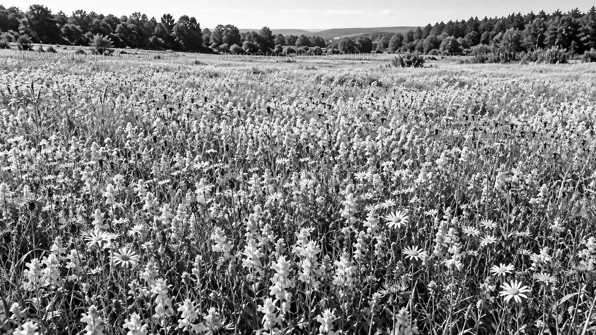 Wildflower Meadow Along a Forest Edge – flower stock photos 10324x5812