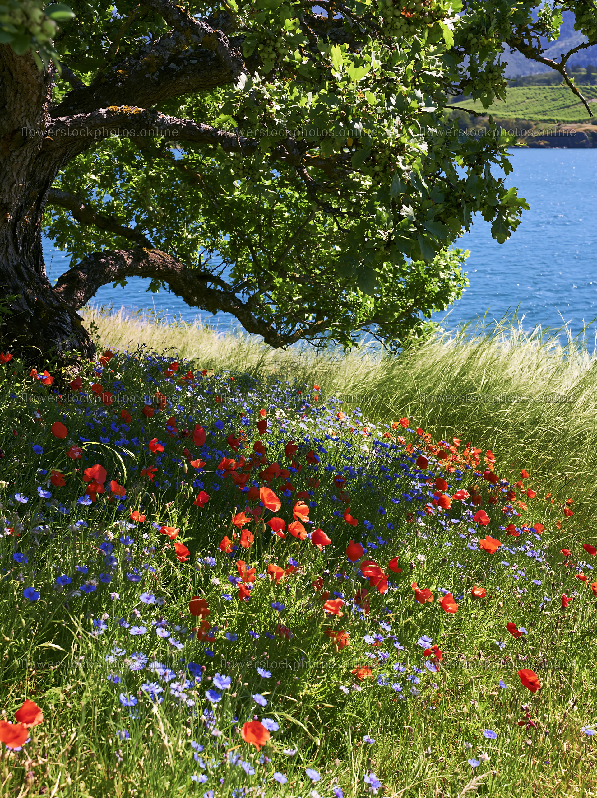 Lakeside meadow with flowers and tree near water – flower stock photos 6866x9174