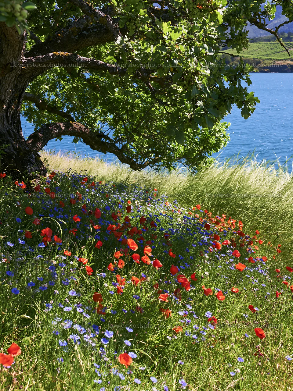Lakeside meadow with flowers and tree near water – flower stock photos 6866x9174