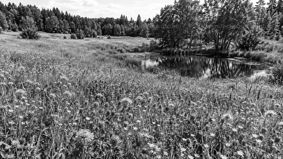 Monochrome Meadow, Pond and Forest Edge – flower stock photos 10324x5812