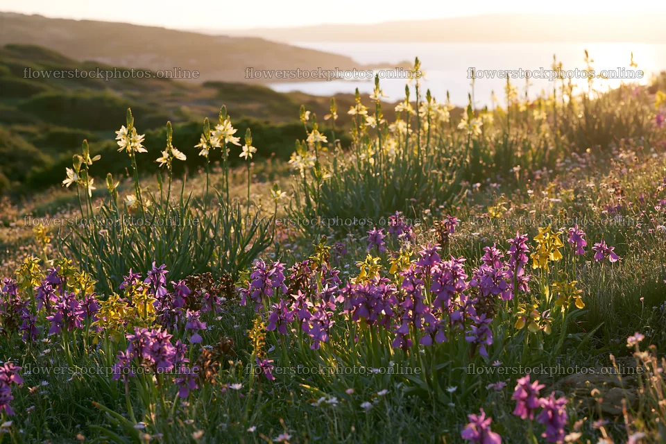 Colorful orchid meadow with sunlight and ocean view – flower stock photos 9722x6480