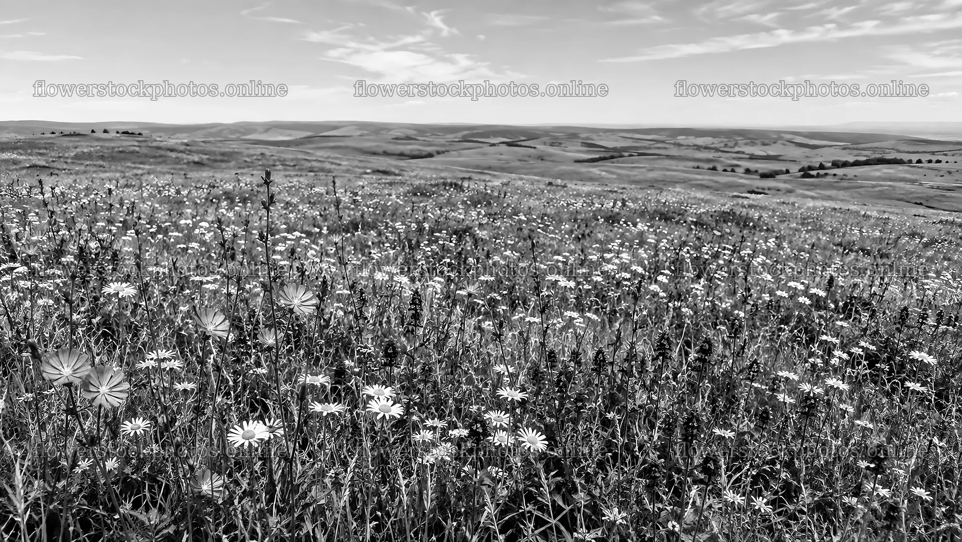 Monochrome Wildflower Meadow Across Rolling Hills – flower stock photos 10324x5812