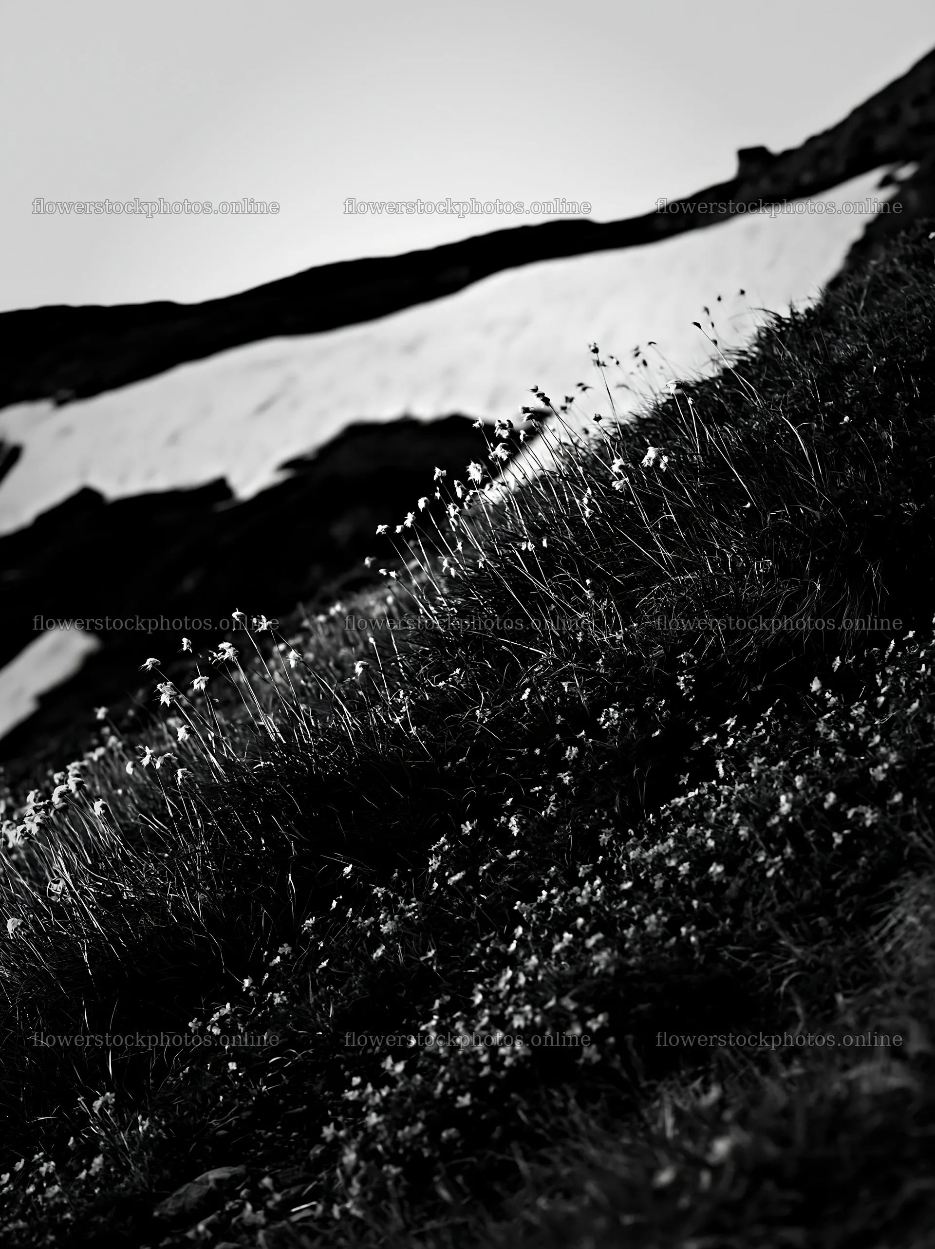 Akita snowmelt meadow with silver grasses – flower stock photos 6866x9174