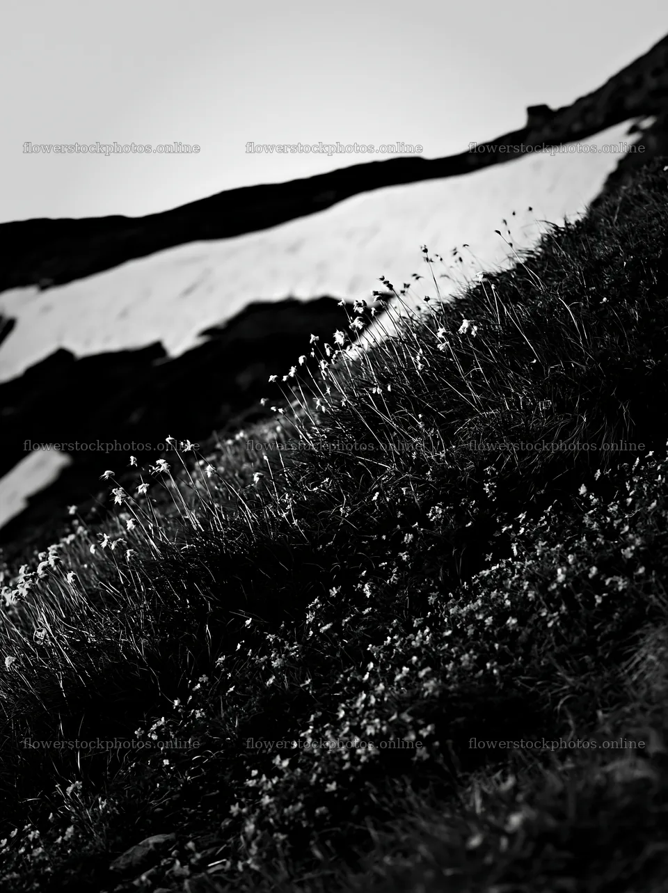 Akita snowmelt meadow with silver grasses – flower stock photos 6866x9174