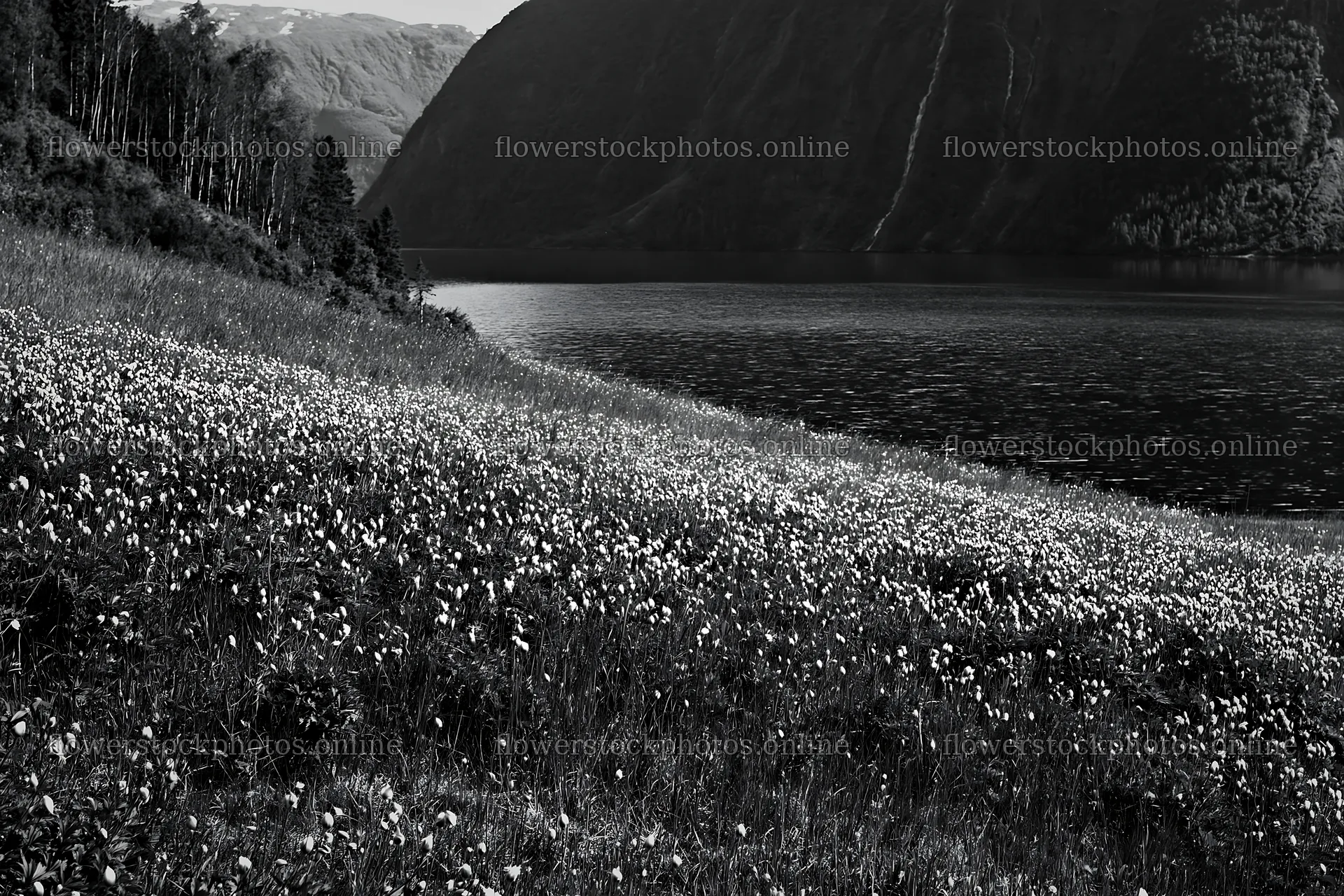Fjord meadow with flowers beside tranquil water in Norway – flower stock photos 9722x6480