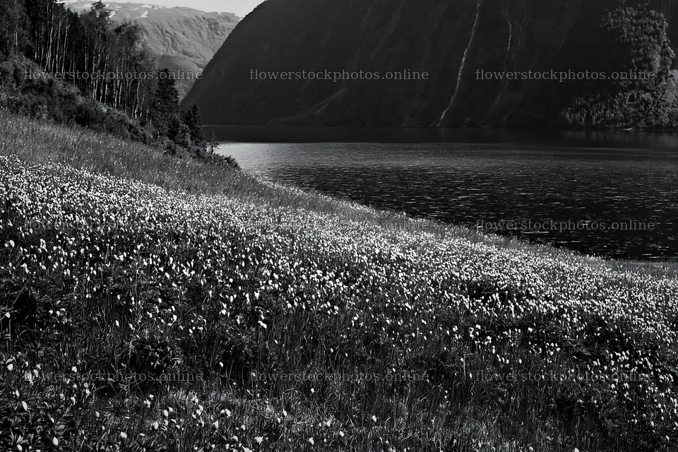 Fjord meadow with flowers beside tranquil water in Norway – flower stock photos 9722x6480