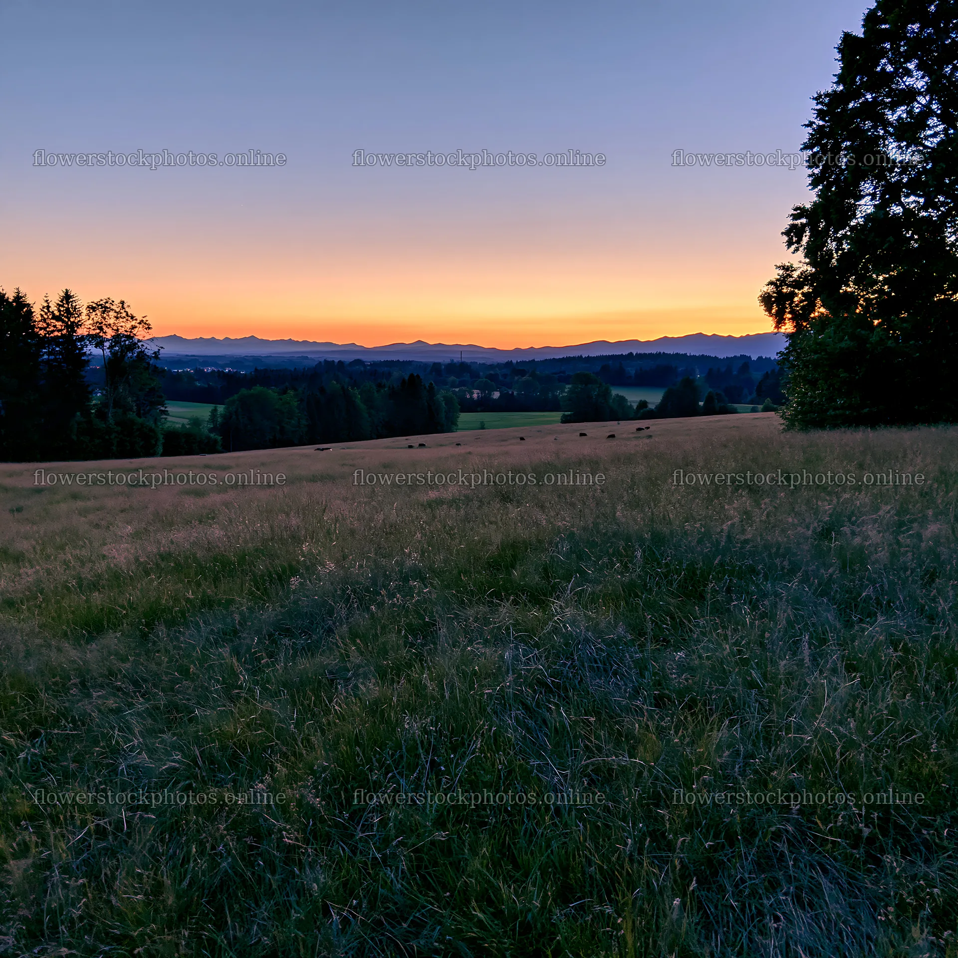 Rolling valley meadows at sunset with distant mountains – flower stock photos 7938x7938
