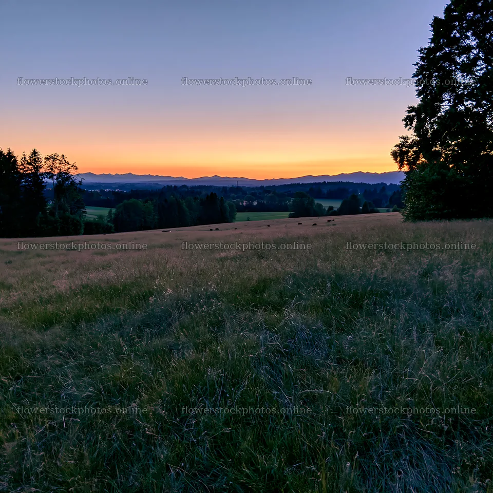 Rolling valley meadows at sunset with distant mountains – flower stock photos 7938x7938