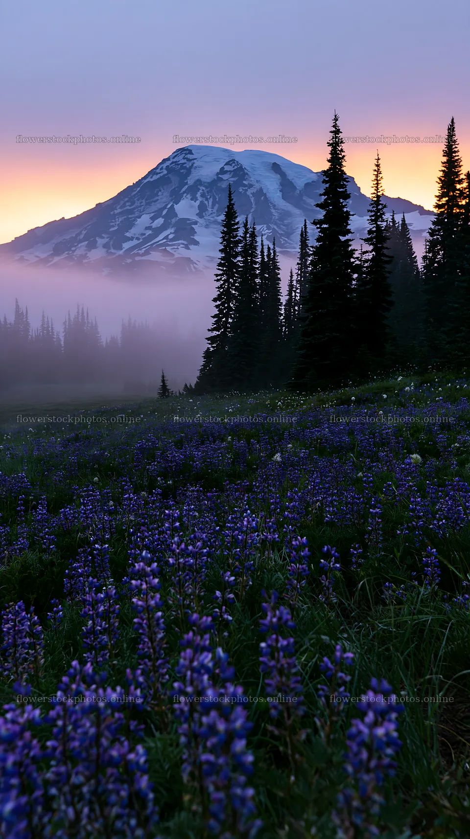 Mount Rainier wildflower meadow at sunrise with snowy mountain – flower stock photos 5938x10608