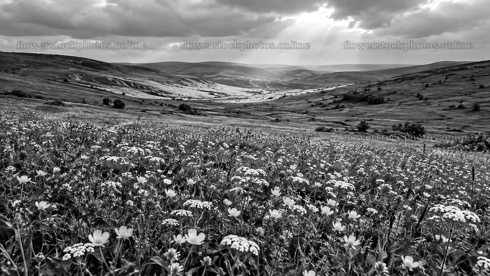 Monochrome Wildflower Meadow Beneath Sunlit Clouds – flower stock photos 10324x5812