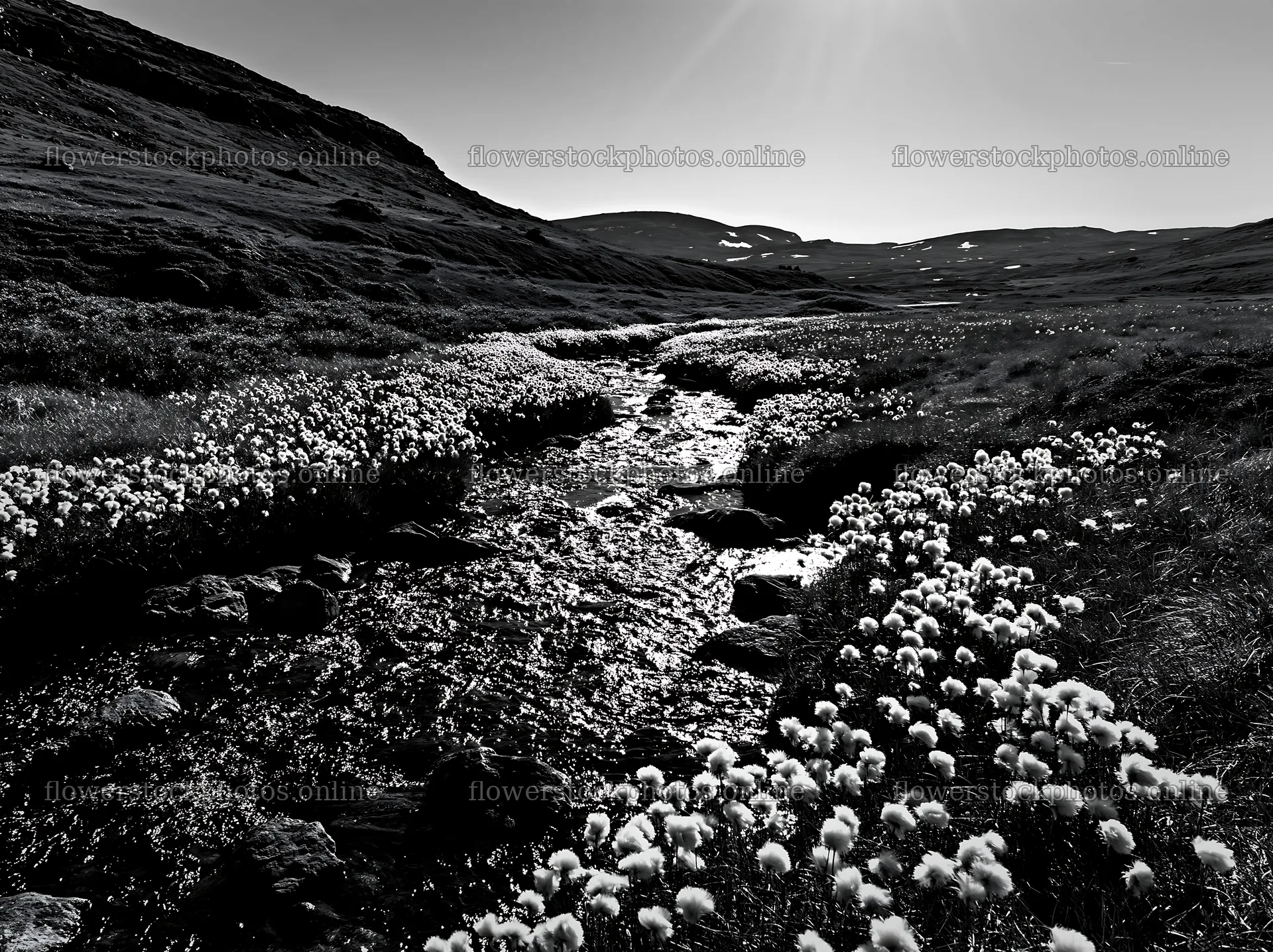High contrast meadow with watercourse and cotton grass – flower stock photos 9174x6866