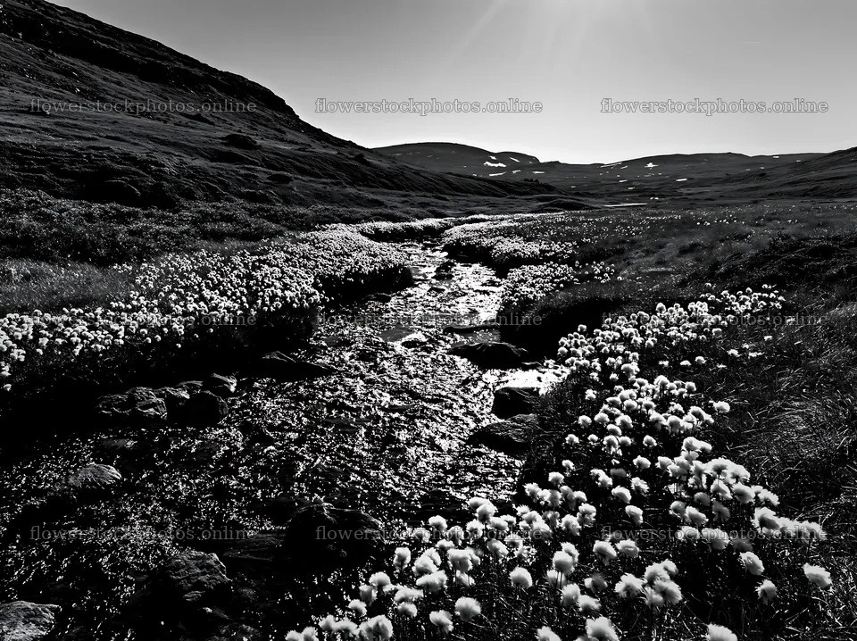 High contrast meadow with watercourse and cotton grass – flower stock photos 9174x6866