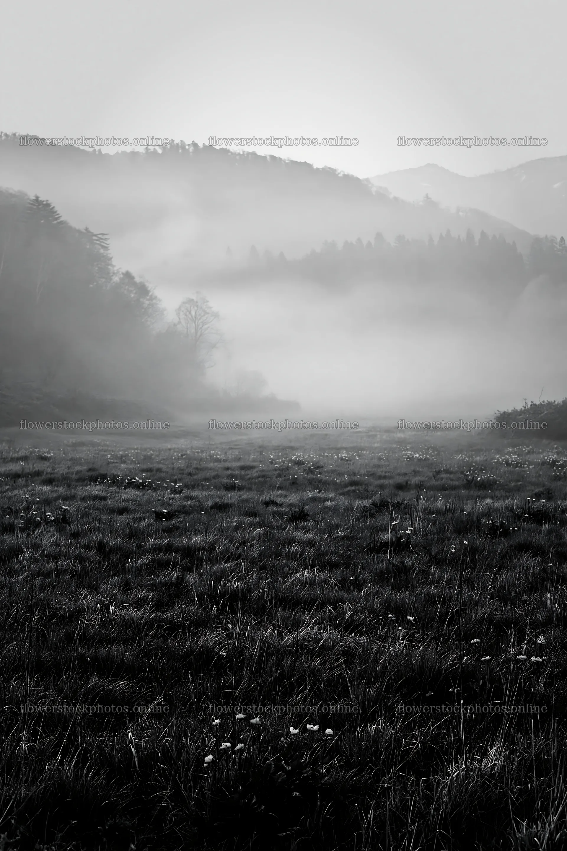 Akita snowmelt meadow with silver grasses in morning mist – flower stock photos 6480x9722