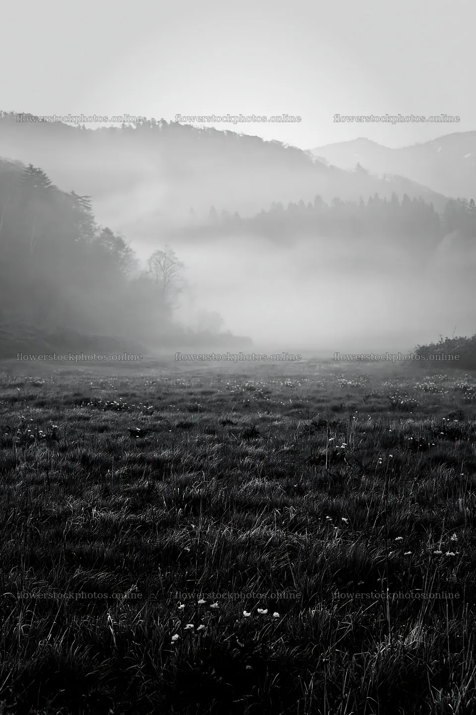 Akita snowmelt meadow with silver grasses in morning mist – flower stock photos 6480x9722