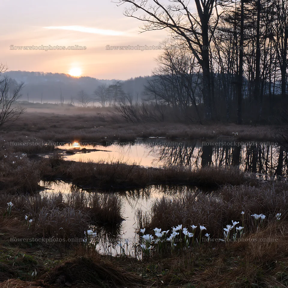 Akita snowmelt meadow with silver grasses during sunrise – flower stock photos 7938x7938