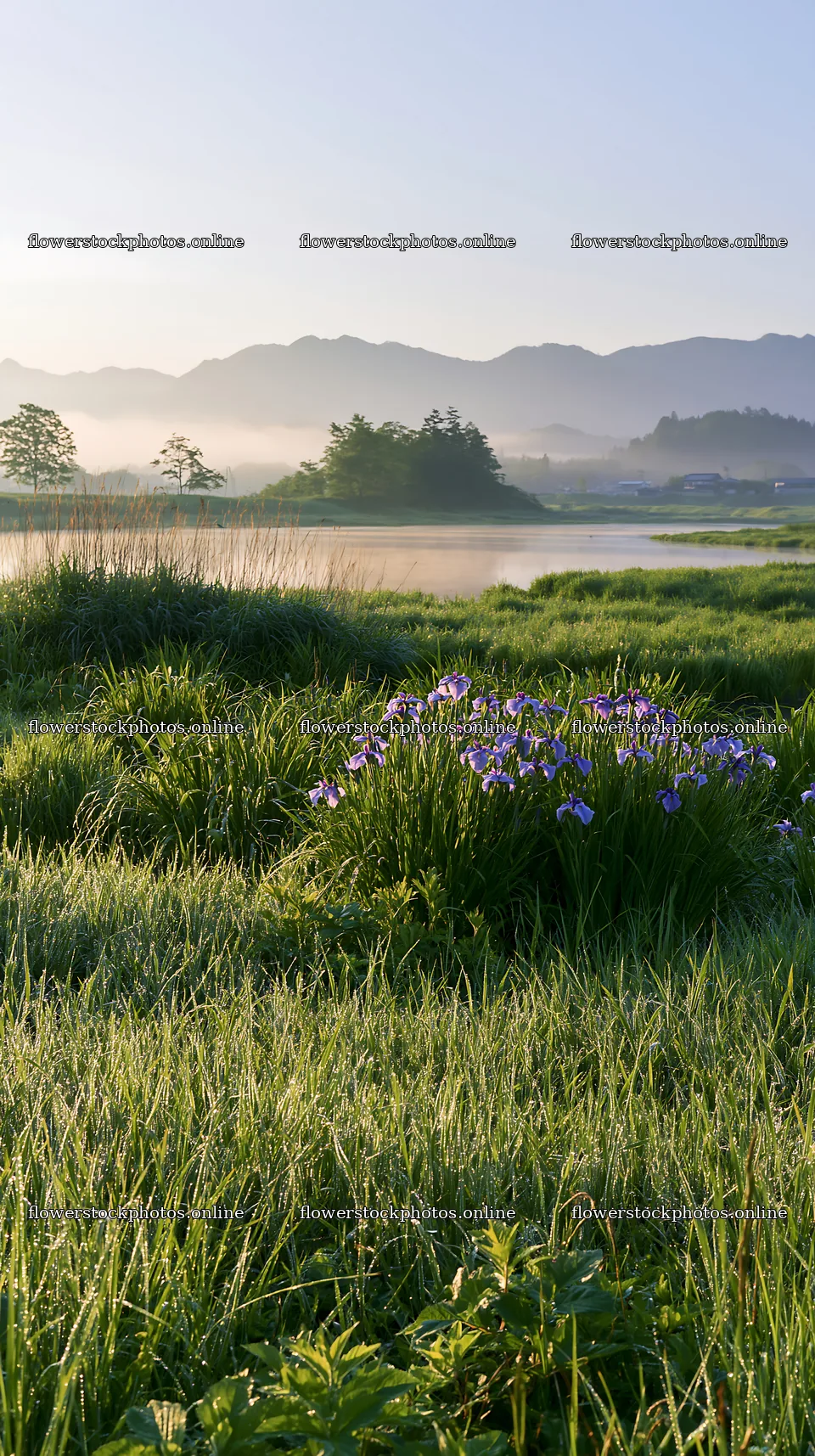 Niigata floodplain restoration meadow dew foreground – flower stock photos 5938x10608
