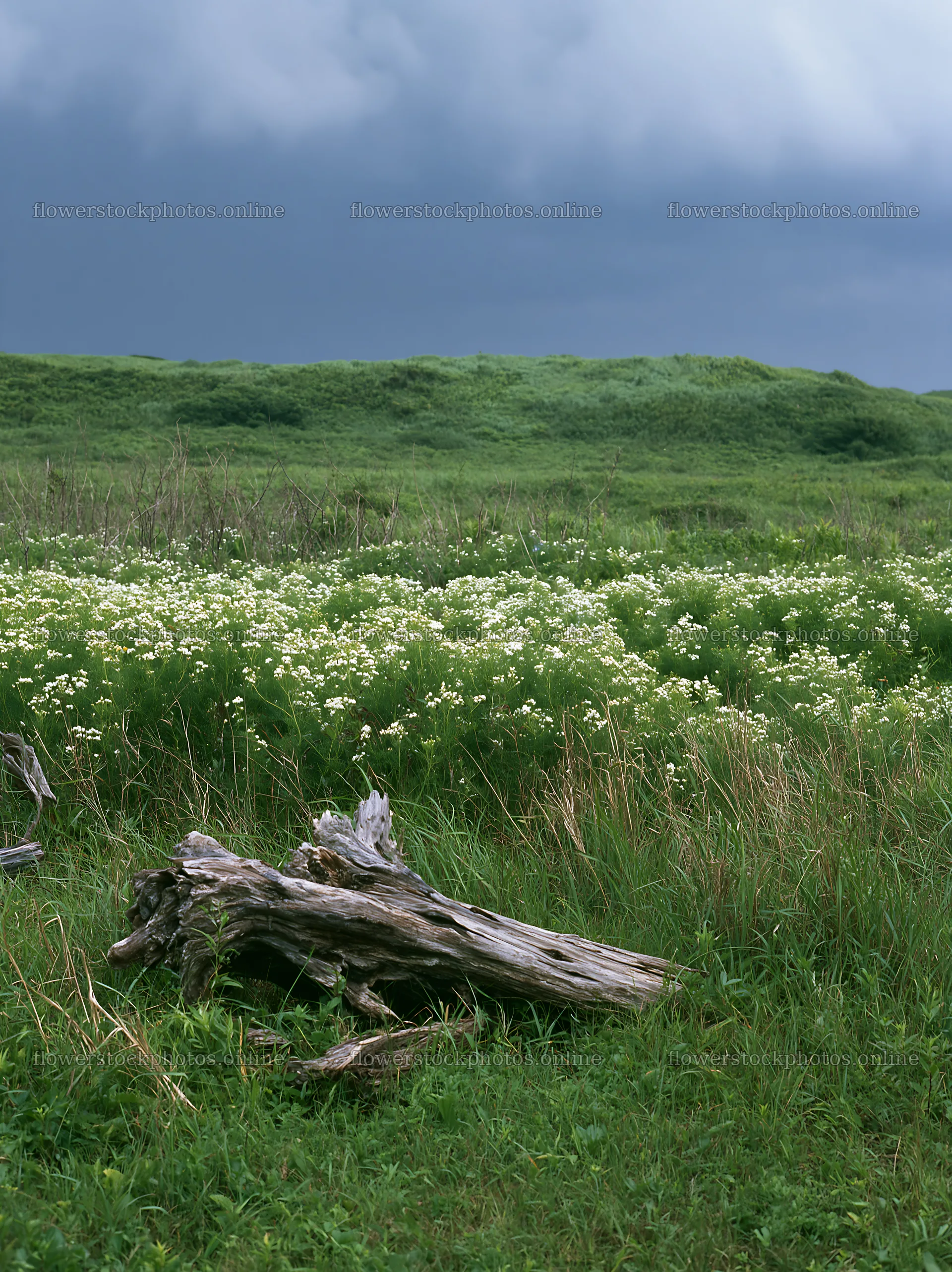 Chiba coastal climate meadow driftwood foreground – flower stock photos 6866x9174