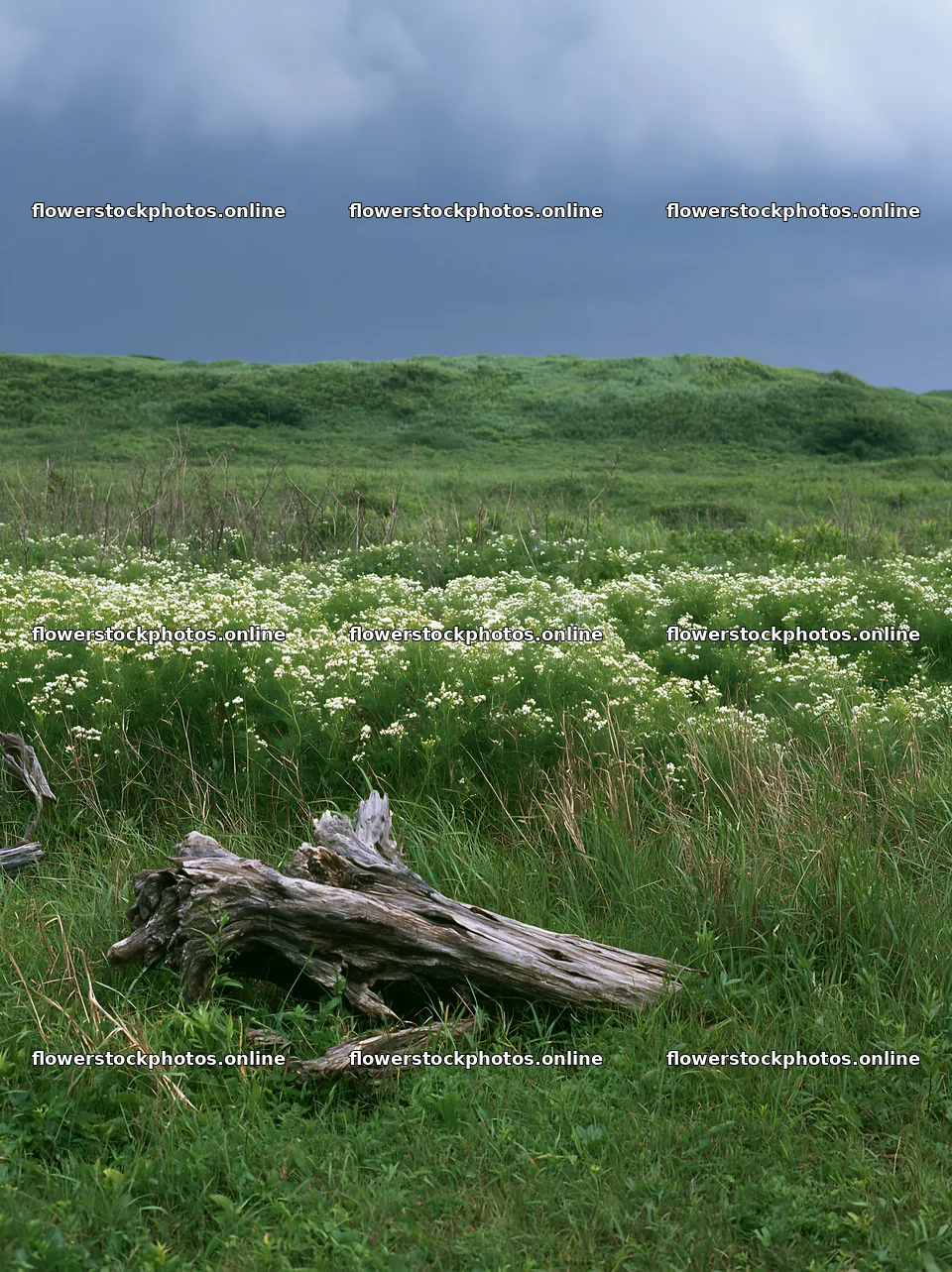 Chiba coastal climate meadow driftwood foreground – flower stock photos 6866x9174