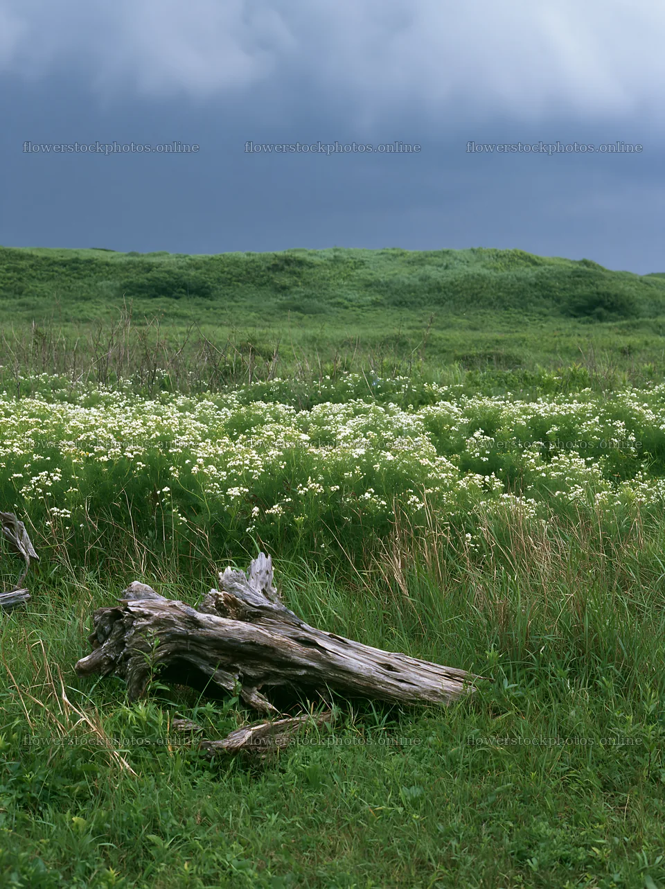 Chiba coastal climate meadow driftwood foreground – flower stock photos 6866x9174