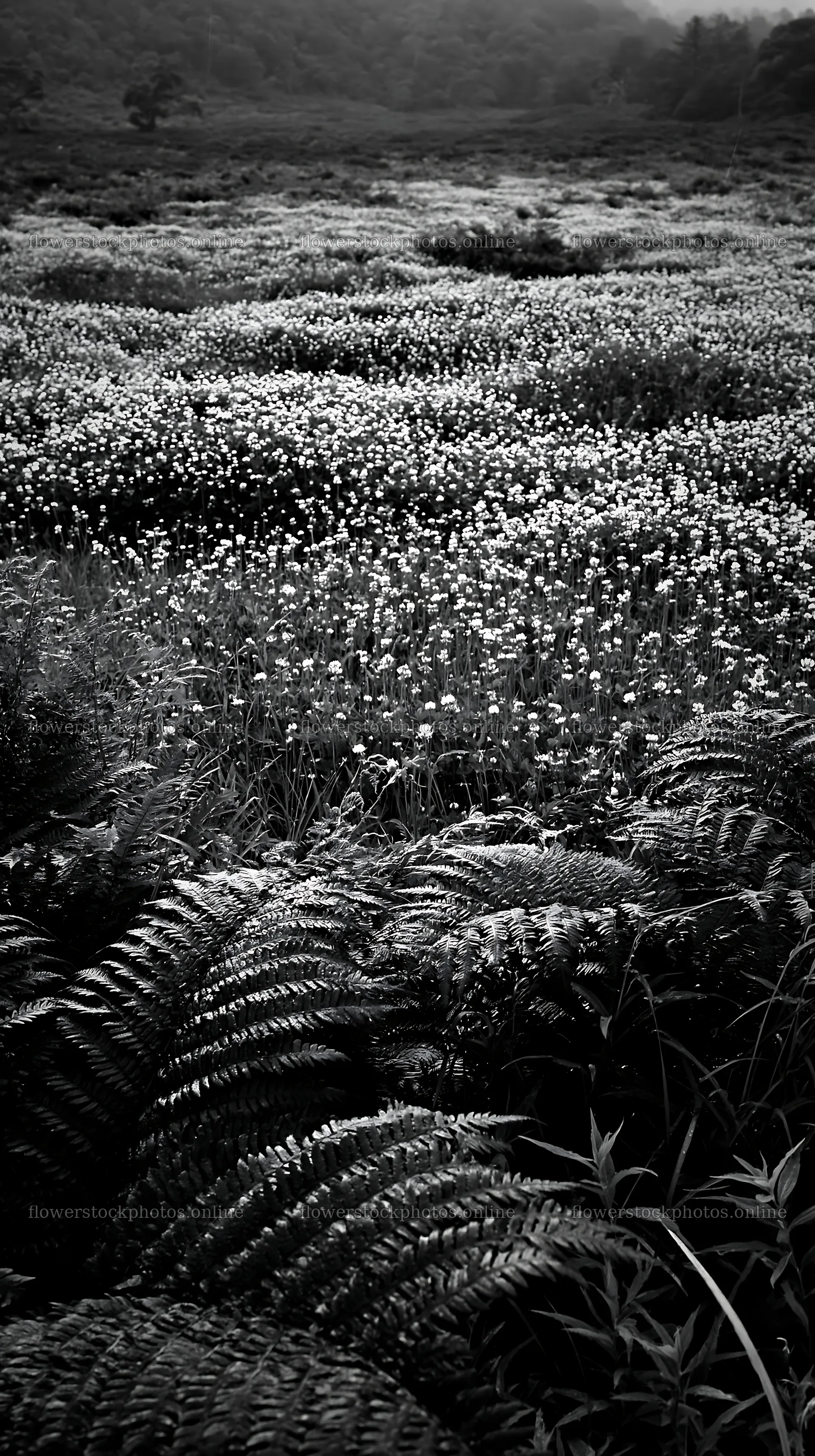 Nara summer meadow with fern foreground in green fields – flower stock photos 5938x10608