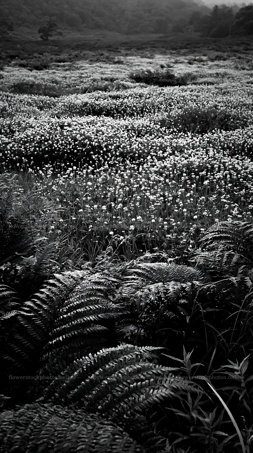 Nara summer meadow with fern foreground in green fields – flower stock photos 5938x10608