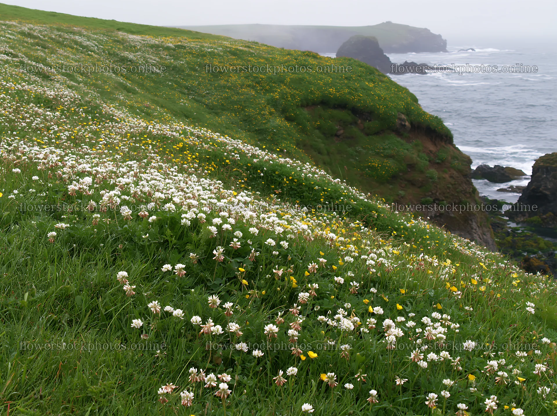 Coastal meadow with flowers on a cliffside near the ocean – flower stock photos 9174x6866