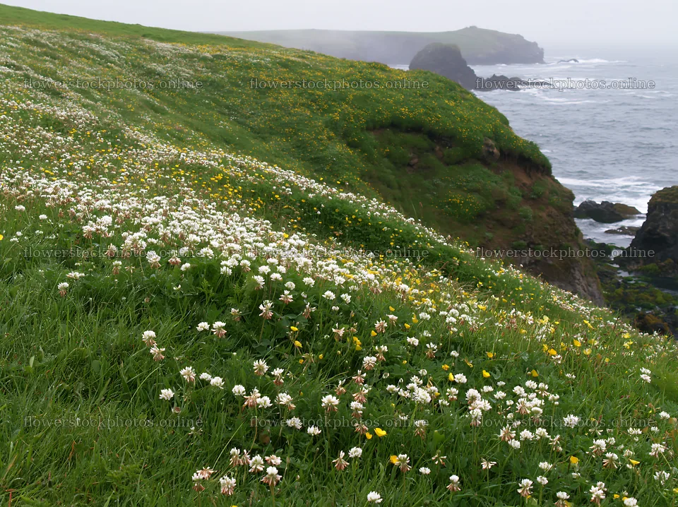 Coastal meadow with flowers on a cliffside near the ocean – flower stock photos 9174x6866