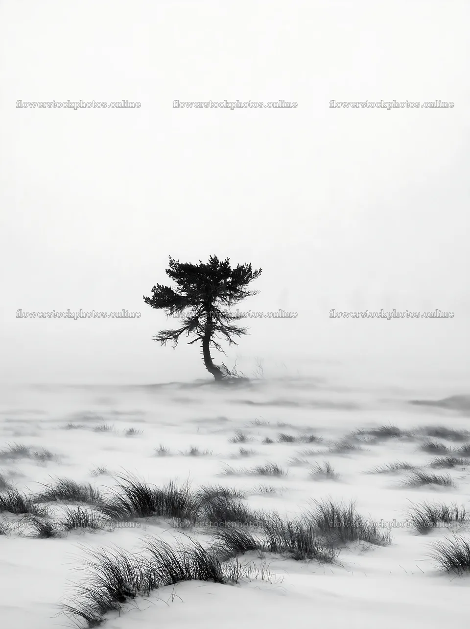Snowbound meadow with lone tree in winter landscape – flower stock photos 6866x9174