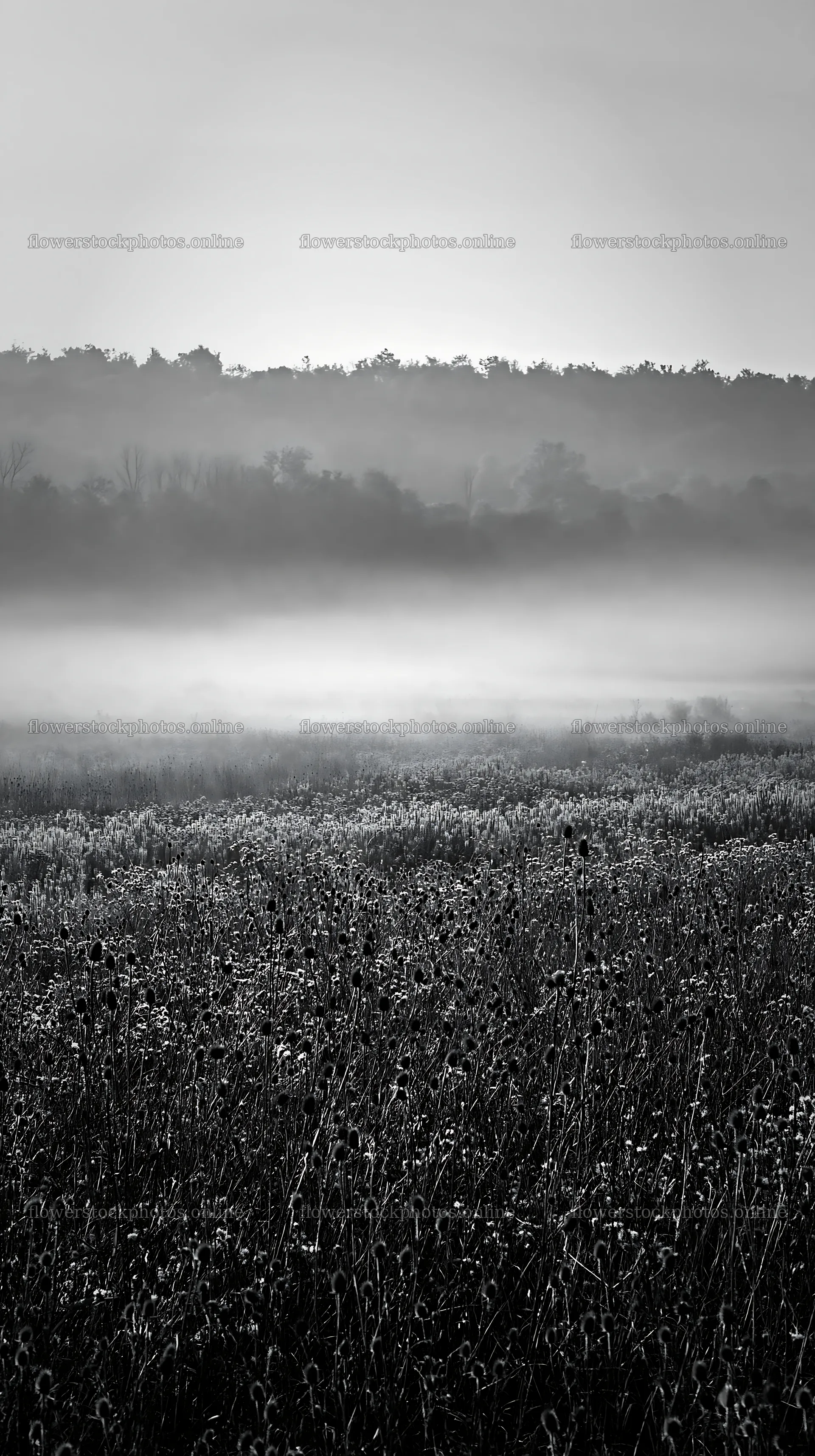 Violet knapweed meadow at dawn with fog and distant trees – flower stock photos 5938x10608