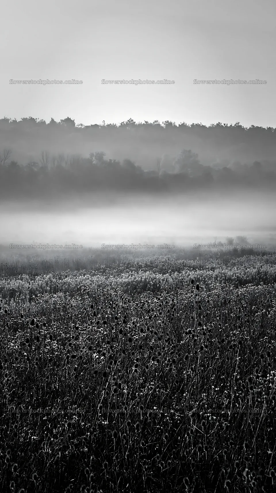 Violet knapweed meadow at dawn with fog and distant trees – flower stock photos 5938x10608