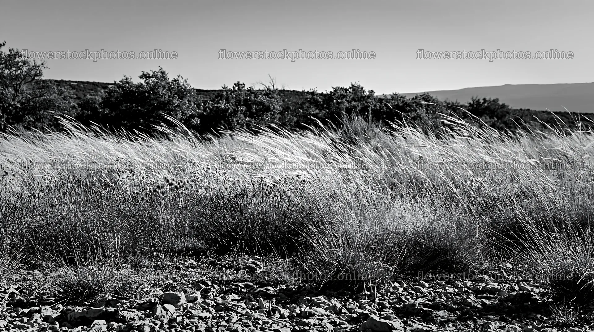 Drought-tolerant meadow with grass and rocks in the distance – flower stock photos 10608x5938