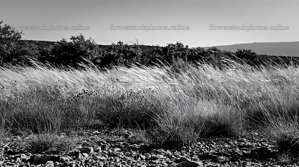 Drought-tolerant meadow with grass and rocks in the distance – flower stock photos 10608x5938
