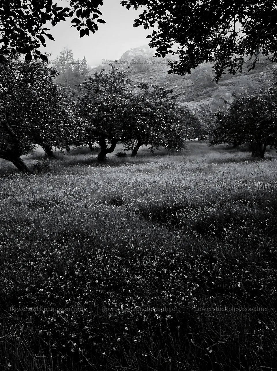 Highland apple meadow with trees and flowers – flower stock photos 6866x9174