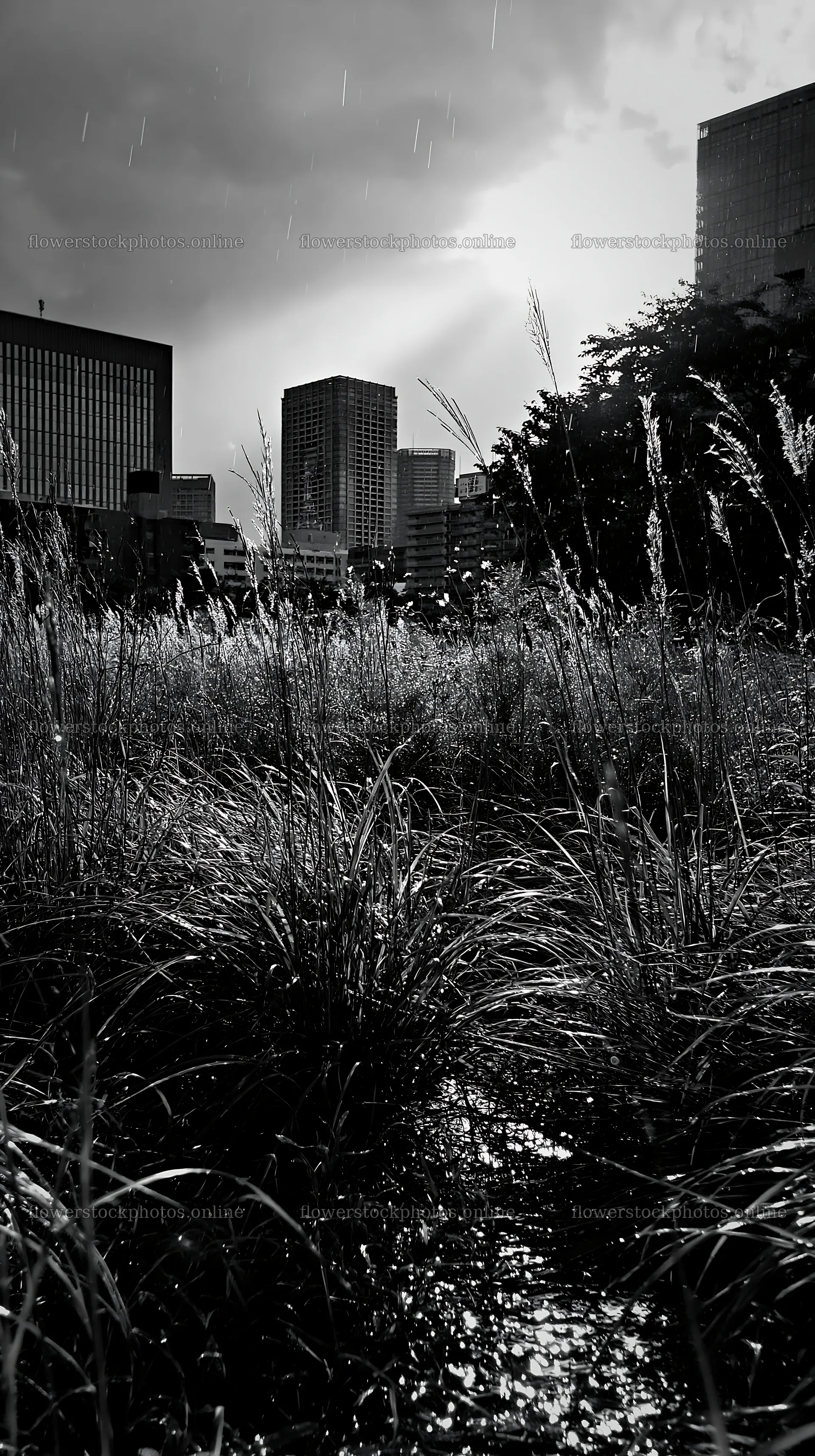 Tokyo urban biodiversity meadow showing seedheads and buildings – flower stock photos 5938x10608